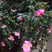 Camellias? by gratitudeyear