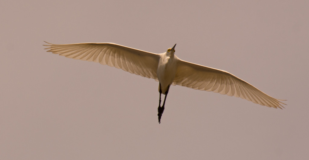 Snowy Egret on the Fly-by! by rickster549
