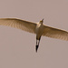 Snowy Egret on the Fly-by! by rickster549