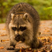 Rocky Raccoon, was Hungry! by rickster549