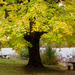 Fall's color at Redbank by ggshearron