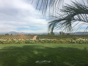 30th Oct 2018 - Vineyards at Villa de Amore in Temecula, Ca.