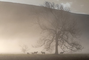 3rd Nov 2018 - Sheep in the mist