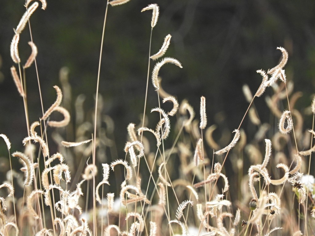 Curly Grass by janeandcharlie