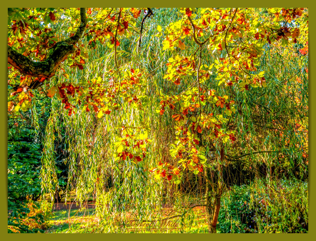 Autumn Arboretum,Castle Ashby by carolmw