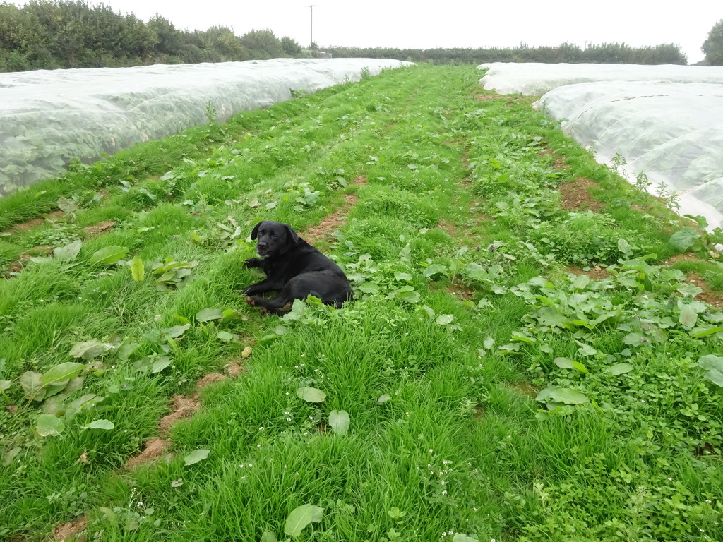 a girl outsitting in her own field by anniesue