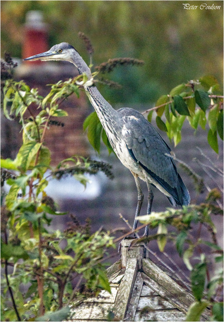 Grey Heron by pcoulson
