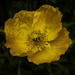 Yellow Poppy by kipper1951