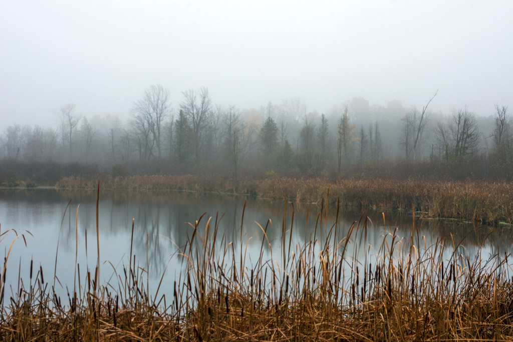 Misty Morning by farmreporter