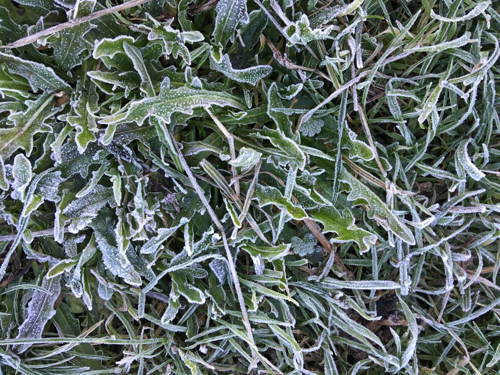Frosty Grass by cataylor41