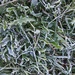 Frosty Grass by cataylor41