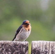 4th Nov 2018 - Welcome swallow ,we have a few around currently , this taken through kitchen window lucky he/she stayed there long enough to get my camera 