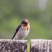Welcome swallow ,we have a few around currently , this taken through kitchen window lucky he/she stayed there long enough to get my camera  by Dawn