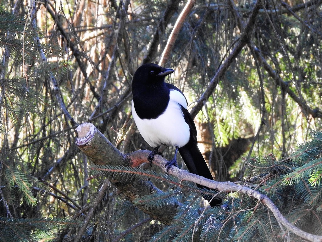  Magpie  by susiemc
