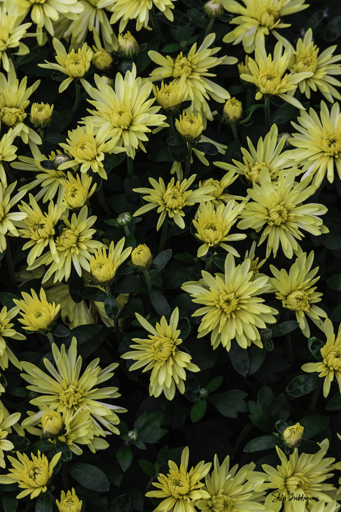 Chrysanthemums - the Yellow Variety  by skipt07