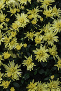30th Oct 2018 - Chrysanthemums - the Yellow Variety 