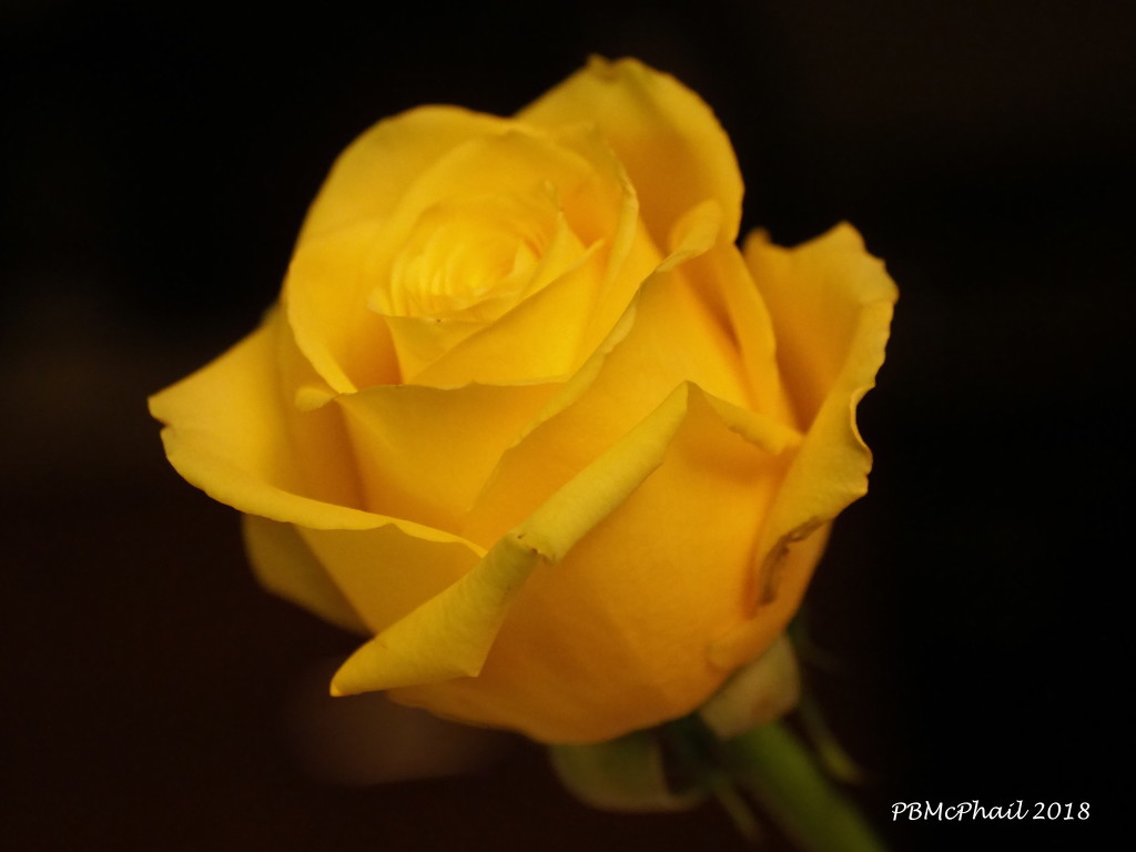 'Because We Need Some Brightness' Rose by selkie