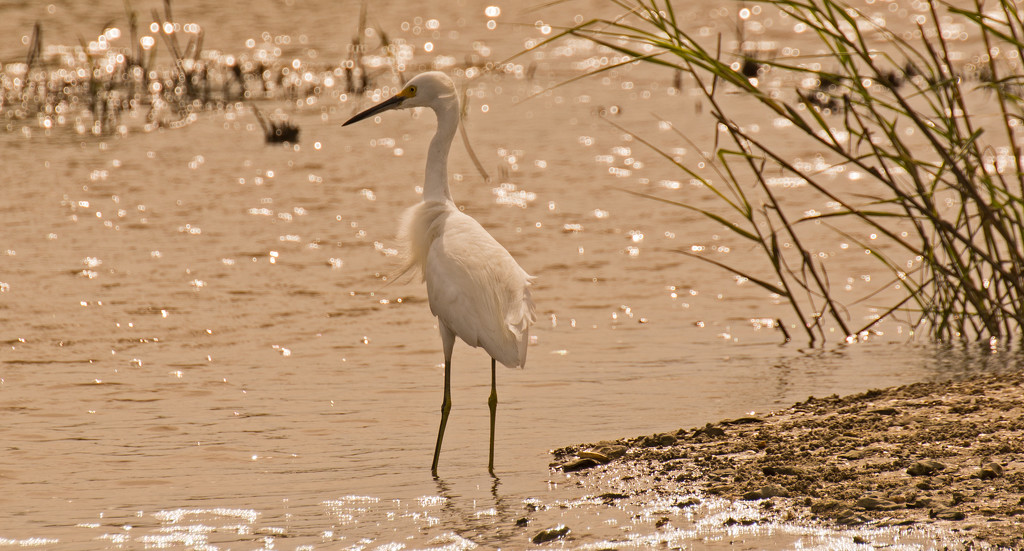 Snowy Egret on the Prowl! by rickster549