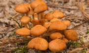 3rd Nov 2018 - Bunch of Mushrooms!