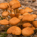 Bunch of Mushrooms! by rickster549
