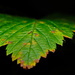 Leaf Macro by teriyakih