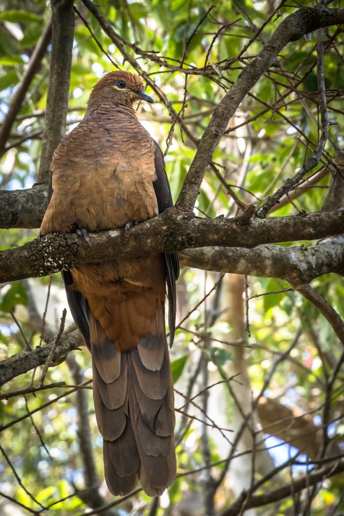 Brown cuckoo dove by pusspup