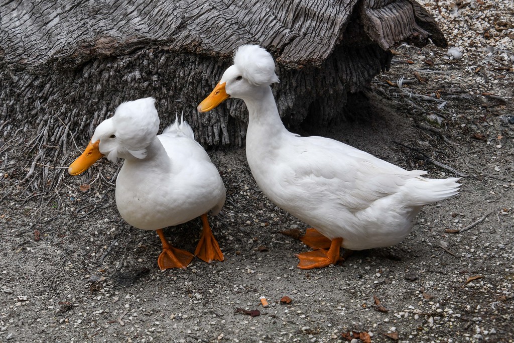 Ducks? by danette