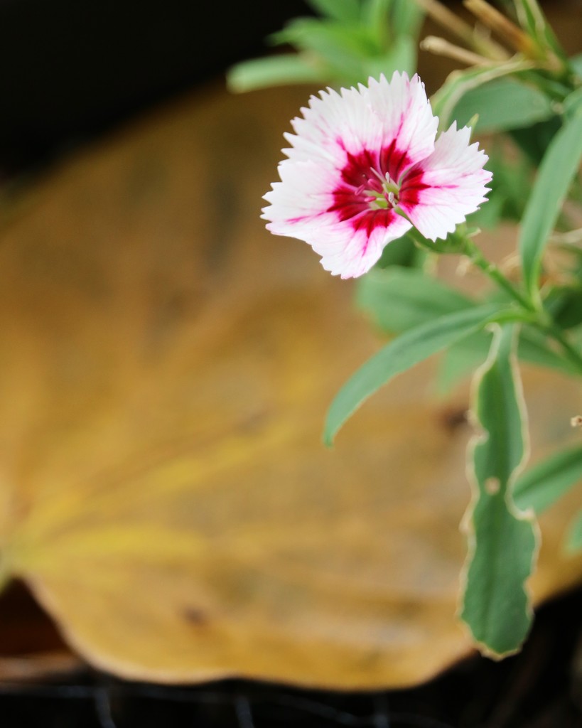 November 4: Dianthus by daisymiller