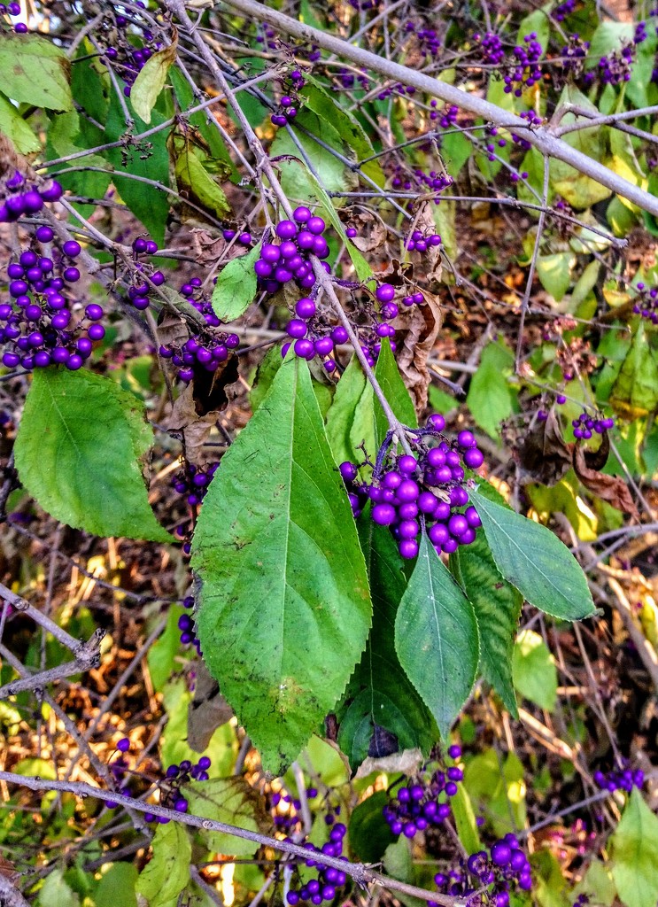Beautyberry by boxplayer