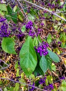 29th Oct 2018 - Beautyberry
