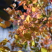 Autumn Leaves by mattjcuk