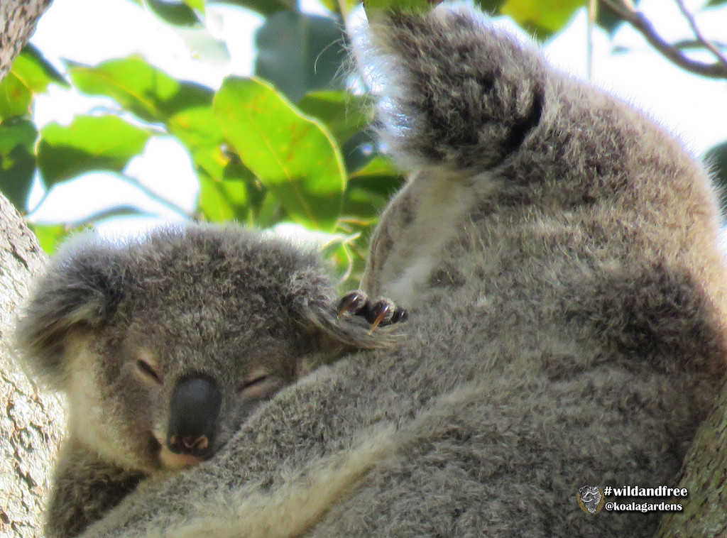 sleepy time by koalagardens