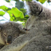 sleepy time by koalagardens