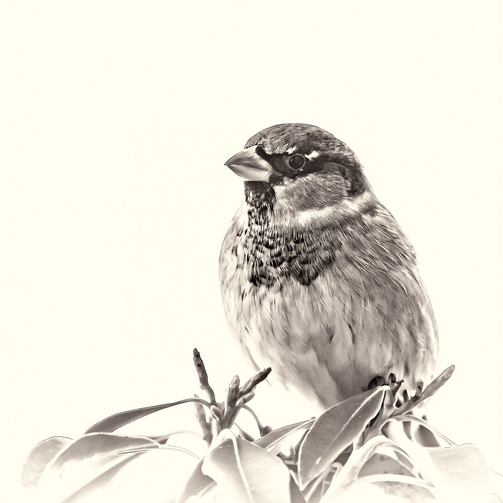 sparrow in monochrome by jernst1779