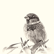 4th Nov 2018 - sparrow in monochrome