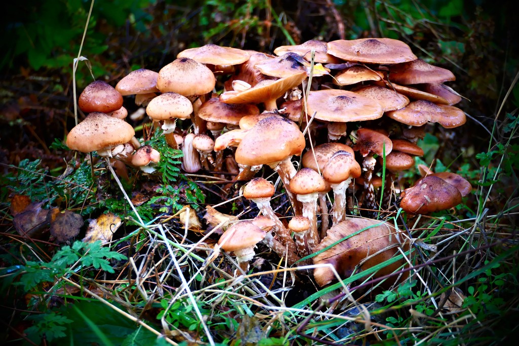 Mushroom City by carole_sandford