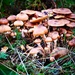 Mushroom City by carole_sandford