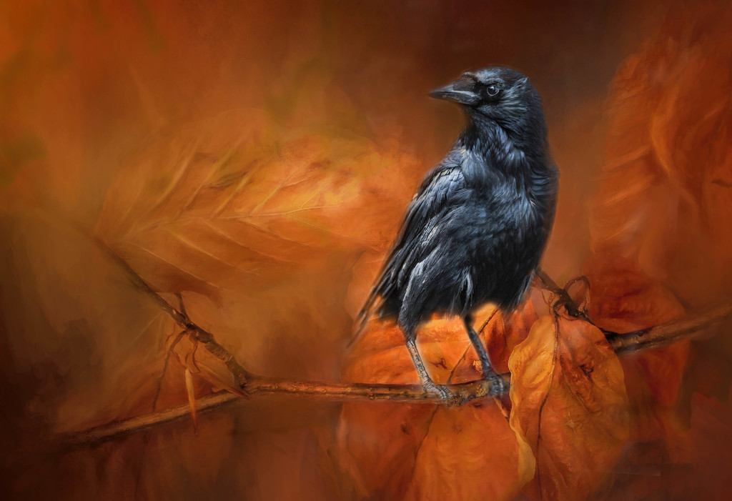 Autumnal Crow by shepherdmanswife