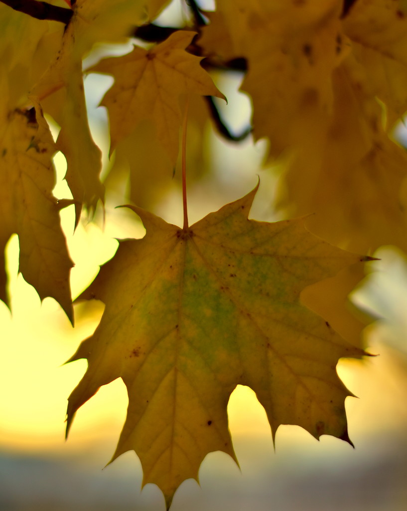 Autumn Yellow  by jayberg