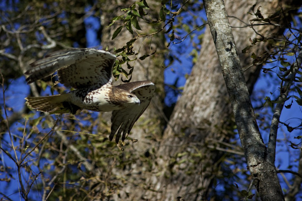 LHG_0225 RedTail on the Hunt by rontu