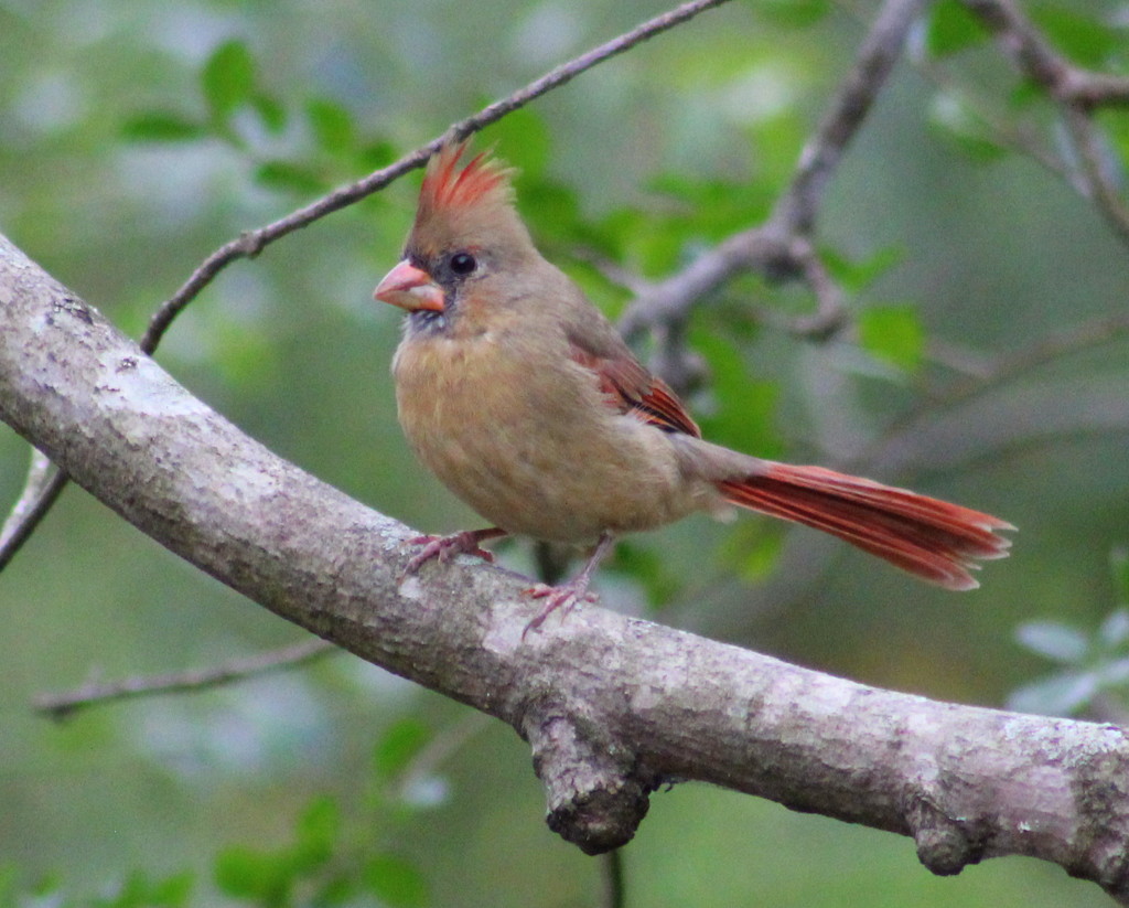 Young Female Cardinal by cjwhite