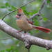 Young Female Cardinal by cjwhite