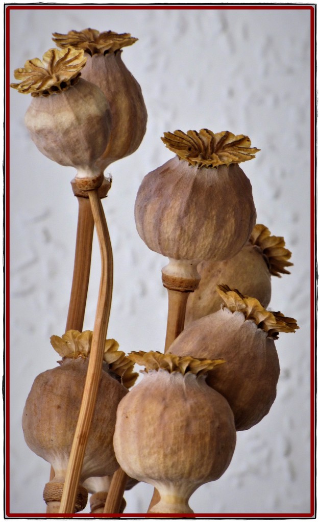 Poppy seed-heads by beryl