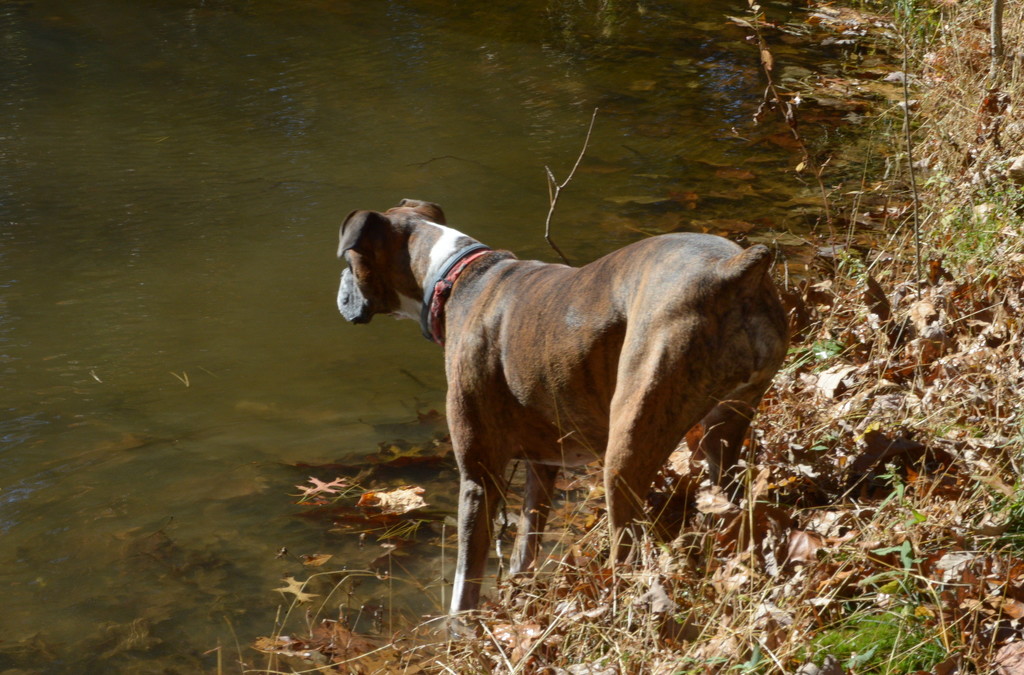 Lucy by the pond by francoise