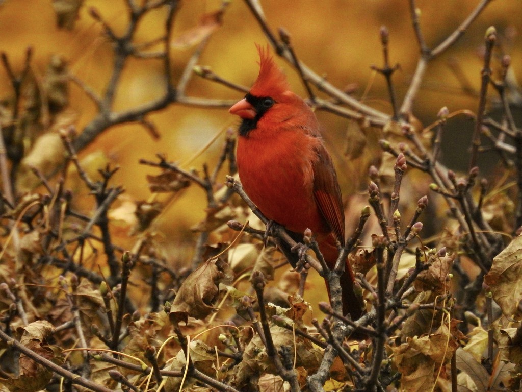Autumn cardinal by amyk