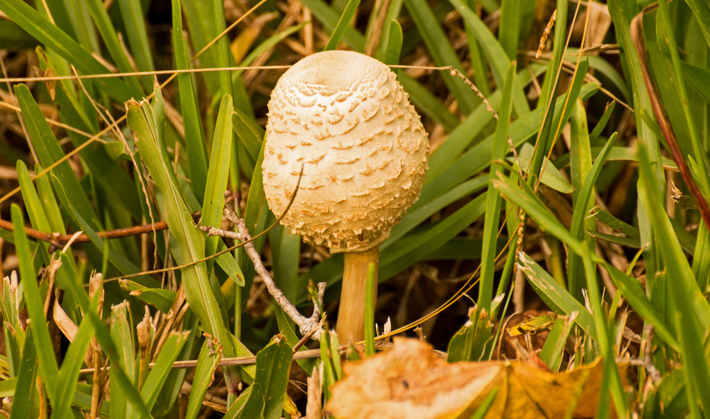 Fungi, Up Close! by rickster549