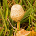 Fungi, Up Close! by rickster549