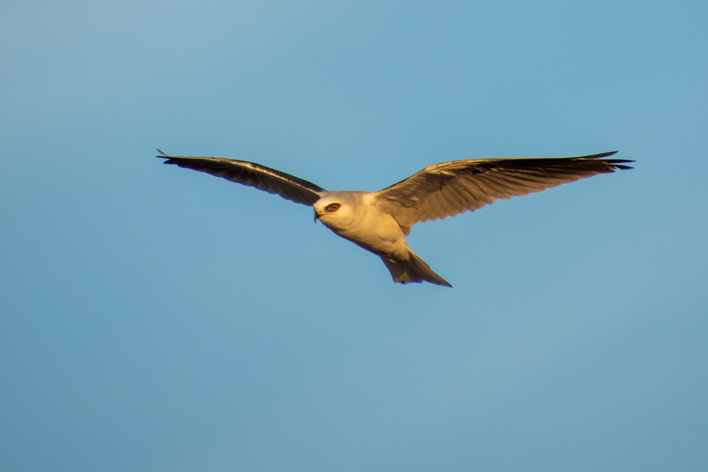 White-Tailed Kite by nicoleweg
