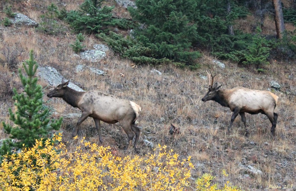 Elk Foraging by harbie