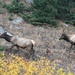 Elk Foraging by harbie